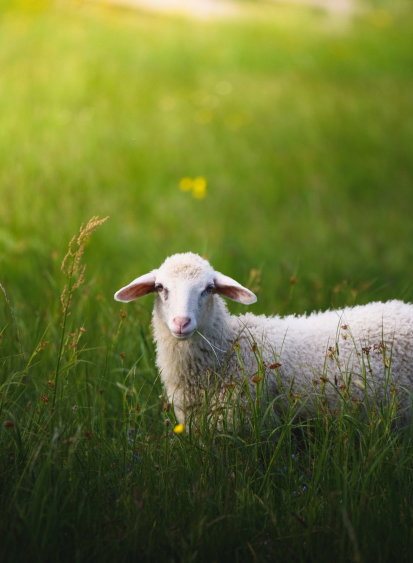 Sheep